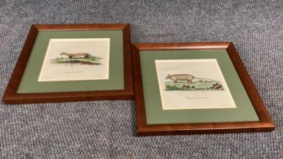 2 Engravings, Animals. Copper plate engraving of 9 banded armadillo by Johann Leitner 7.5 x 7.5 