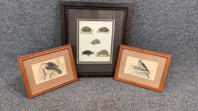 3 Ornithology Prints. 6 x 4.5 inch Hawk Female w/ Young...plate 10...similar plate 22* has been 