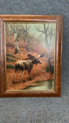 Oil on Canvas, Moose in Woodland Setting. 16 x 22 inches sight...signed lower left JA 