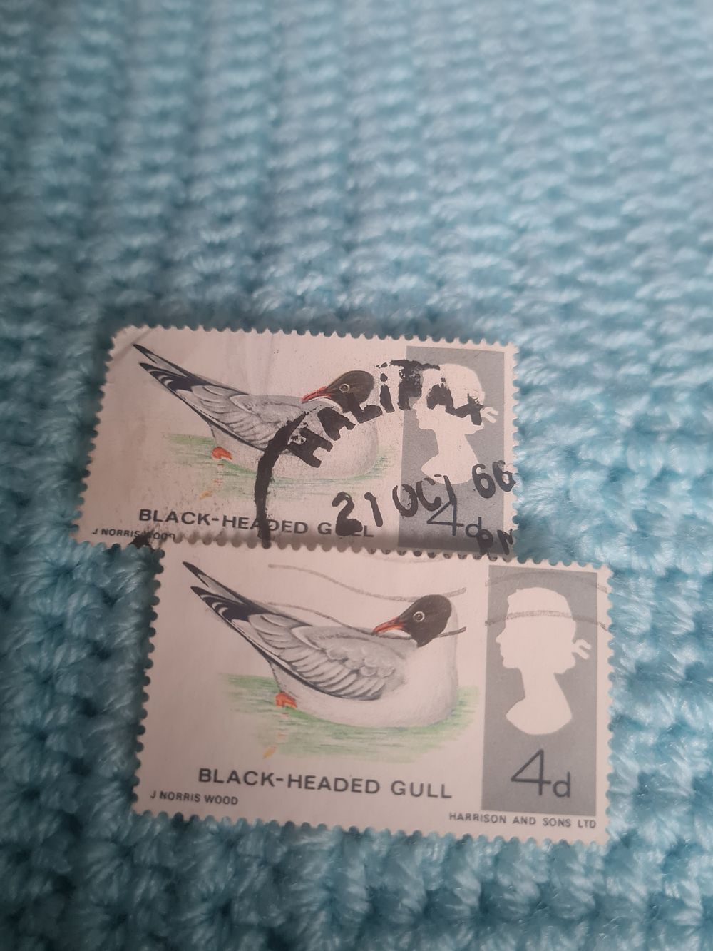 Lot 157: Black headed gull x 2