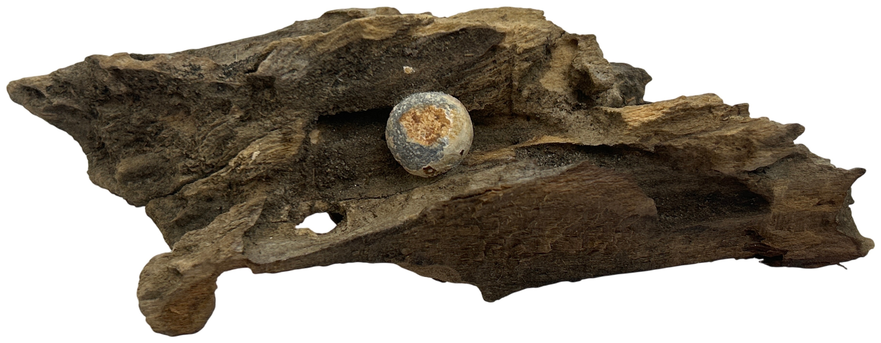 Civil War Pistol Bullet in Wood
