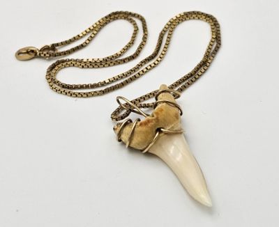 A Vintage or older 9 Carat Gold Mounted Tooth Pendant on 9 Carat Cold Chain- 38cm Length Chain 