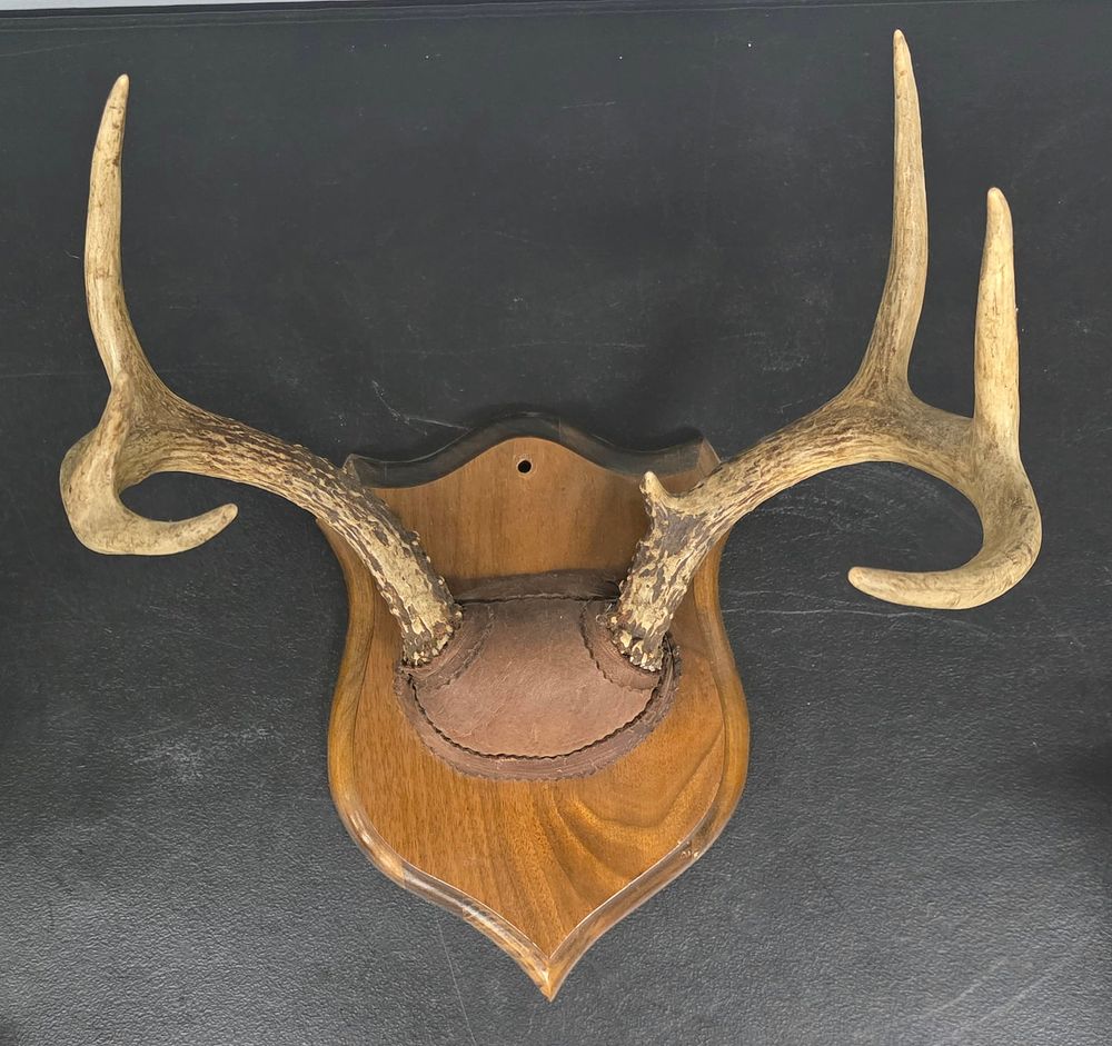 Lot 46: Whitetail Deer Skull Mount 7 Point Buck
