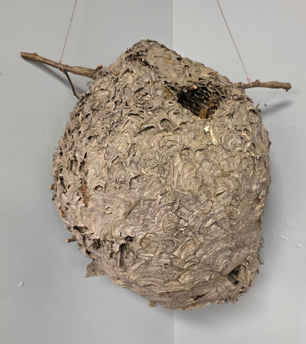 Lot 9A: Hornets Nest