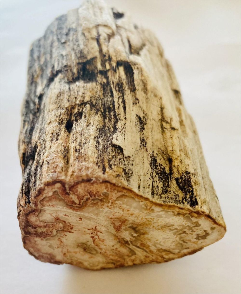 Lot 173: Petrified wood branch polished