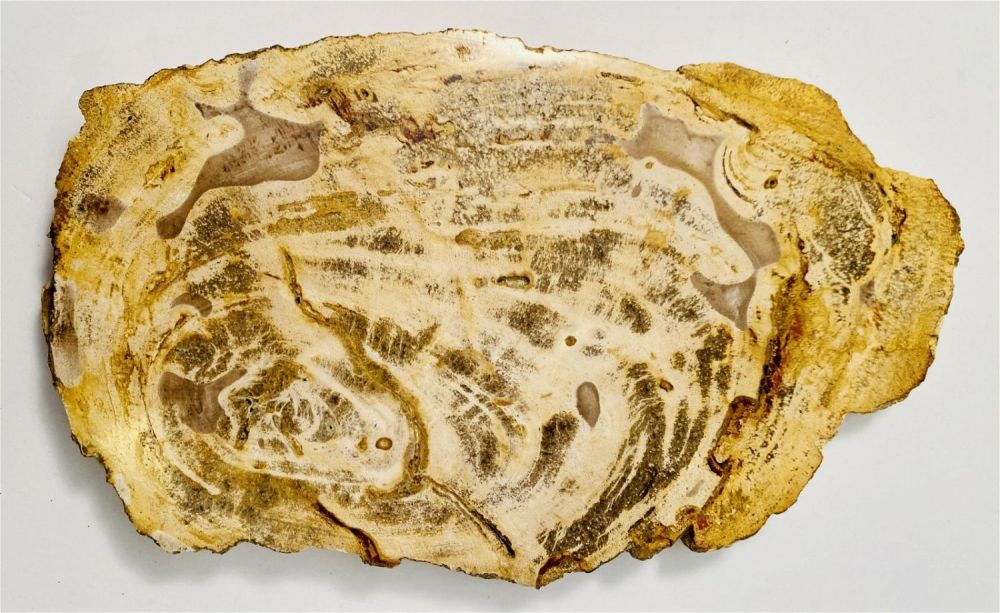 Lot 187: Polished petrified wood slab