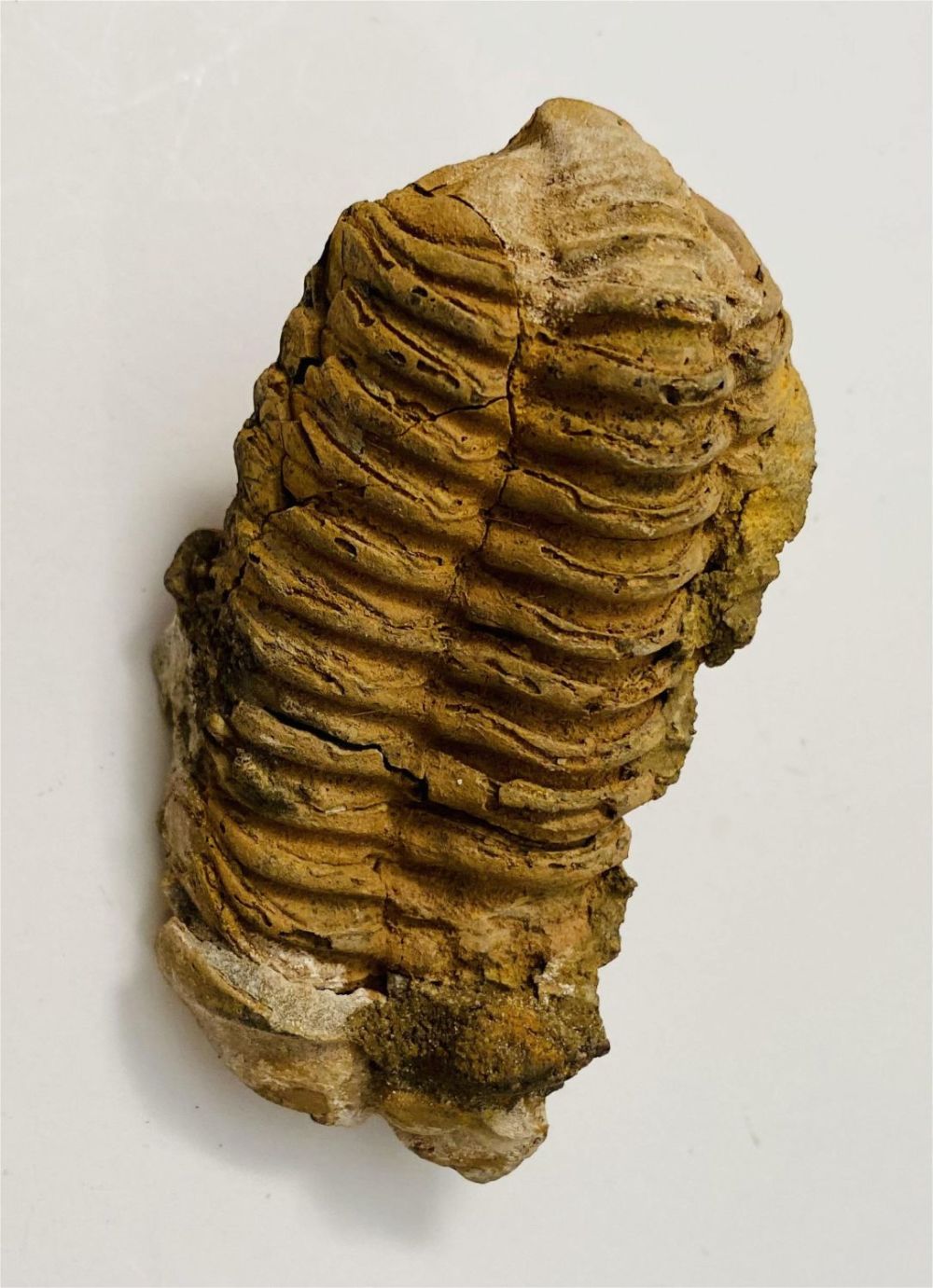 Lot 189: Trilobite fossil specimen Moroccan