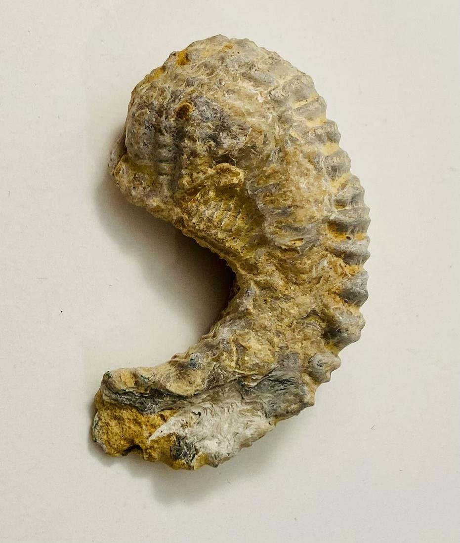 Lot 191: Mollusk clam fossil specimen