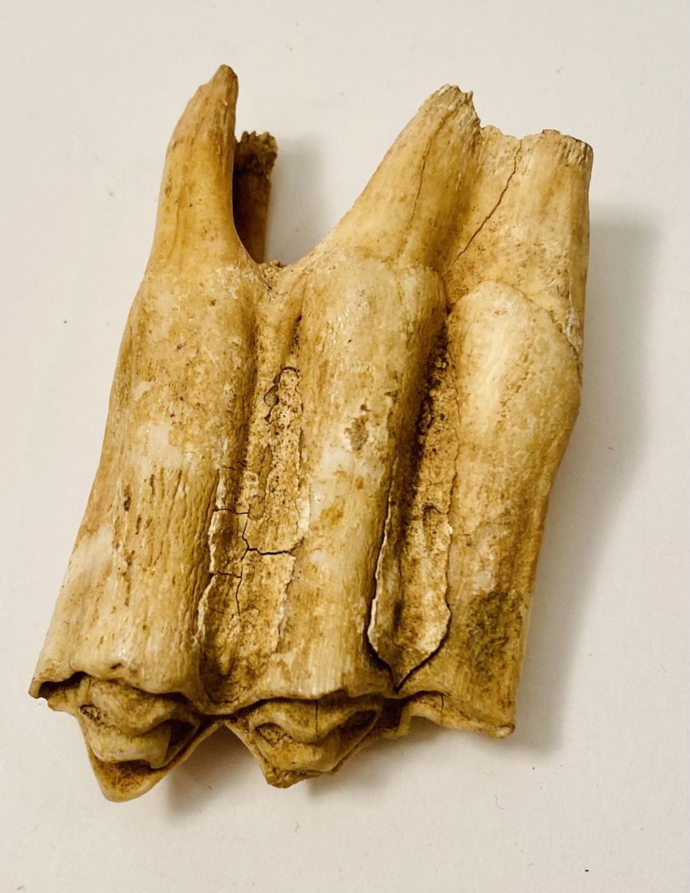 Lot 203: Antique horse teeth -