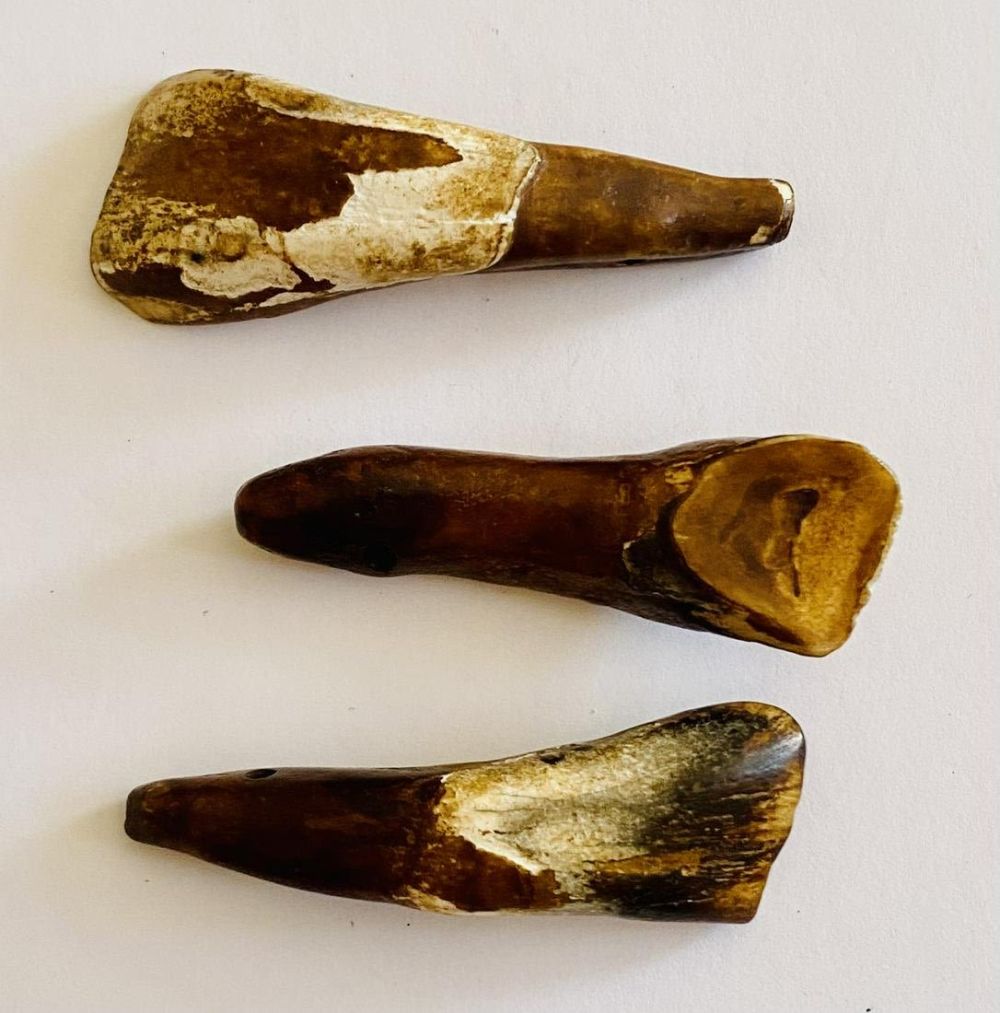 Lot 208: Bison mineralized drilled teeth