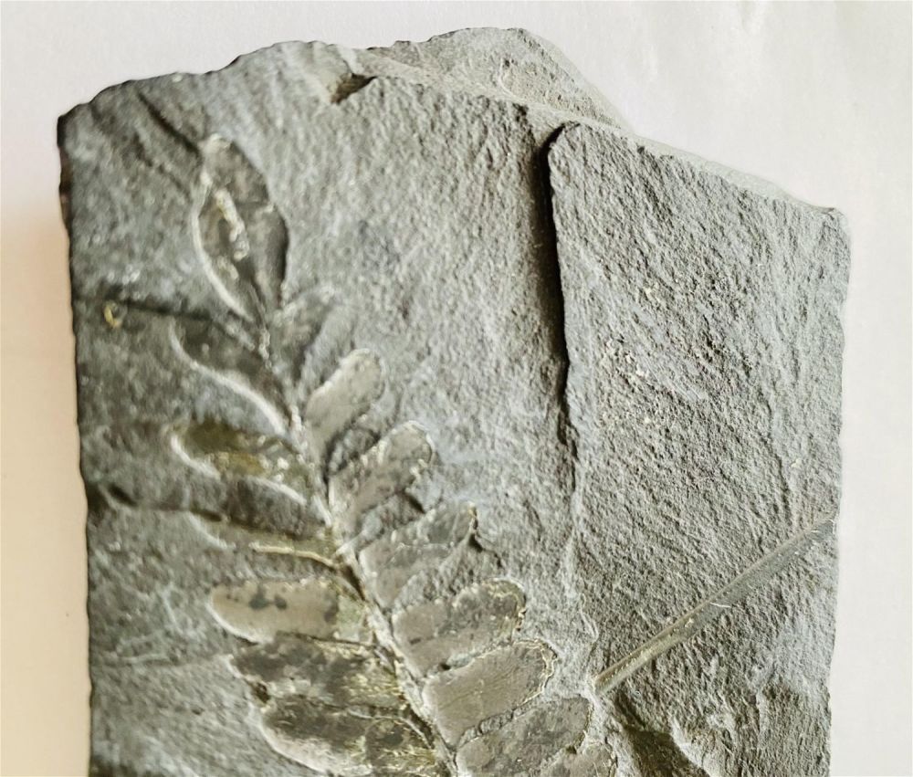 Lot 369: Fossil leaf on slate