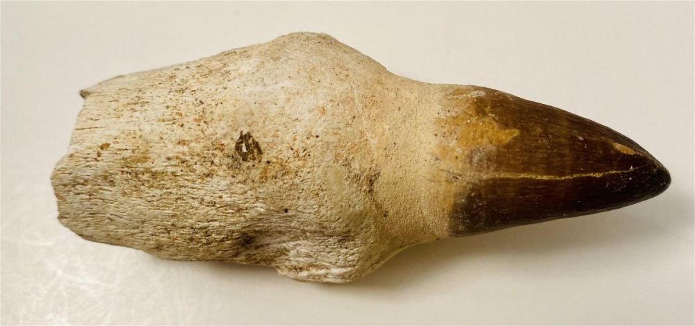 Lot 172: Mosasaur fossilized prehistoric tooth