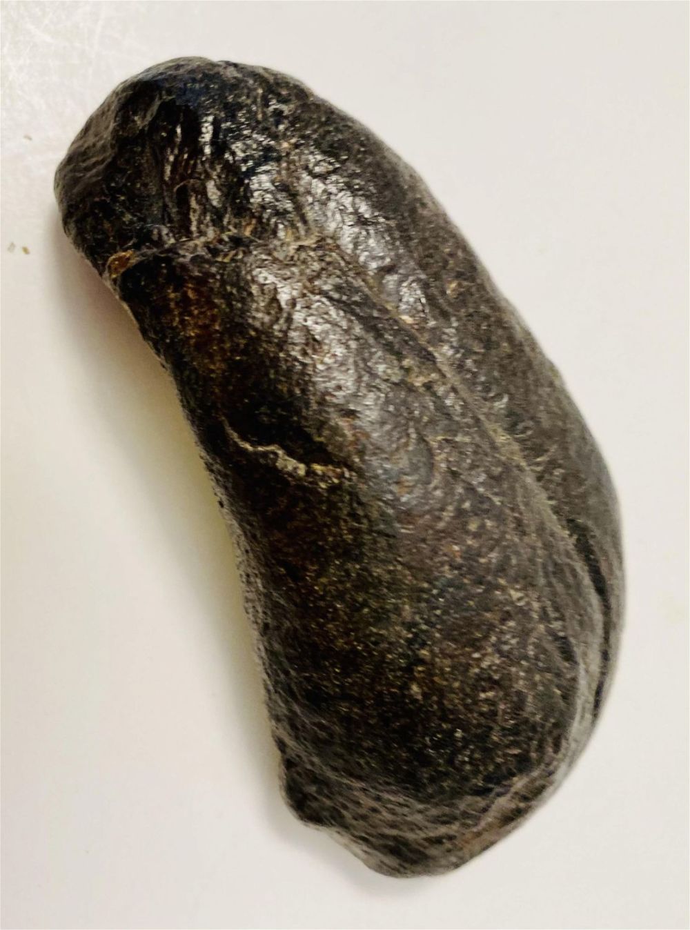 Lot 204: Fossilized ear drum of whale