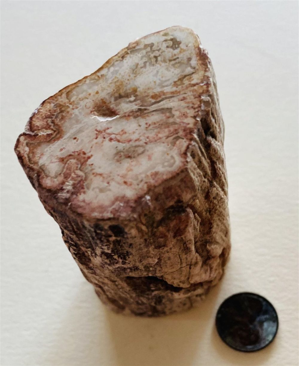 Lot 227: Petrified wood specimen polished