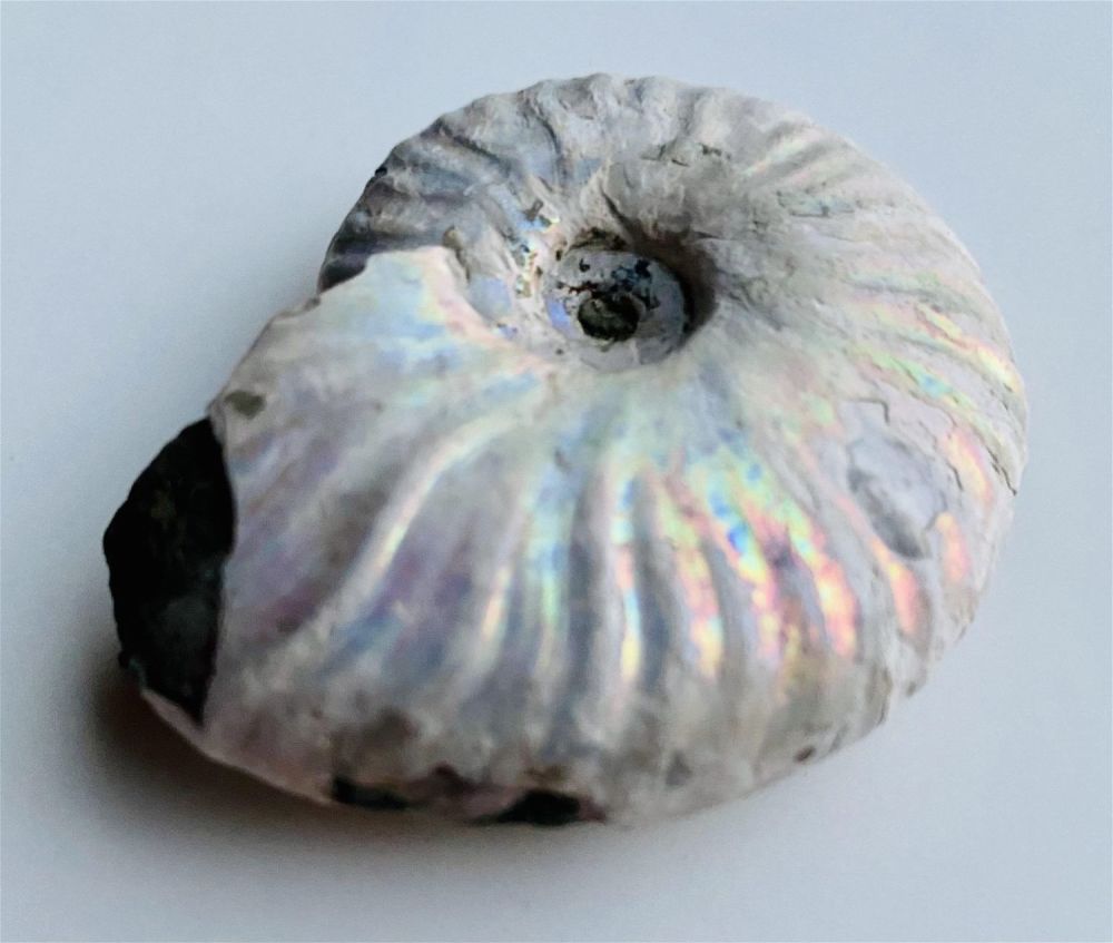 Lot 432: Fossil rainbow pearlied ammonite