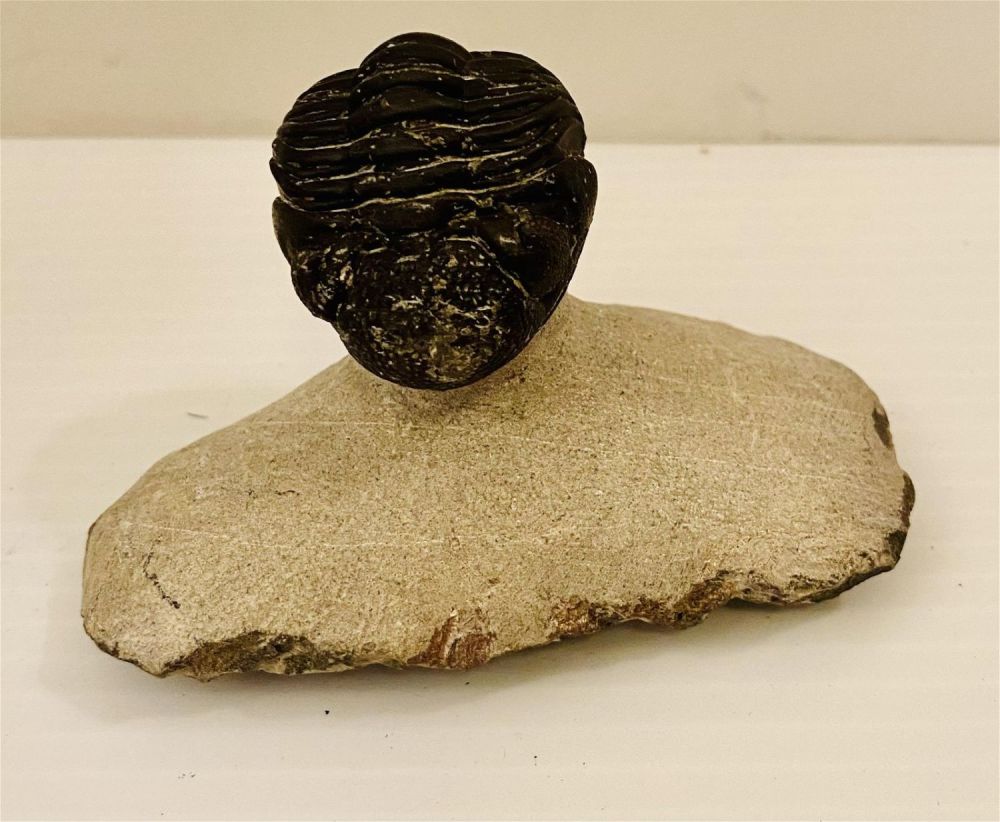 Lot 162: Trilobite enfolded fossil on matrix
