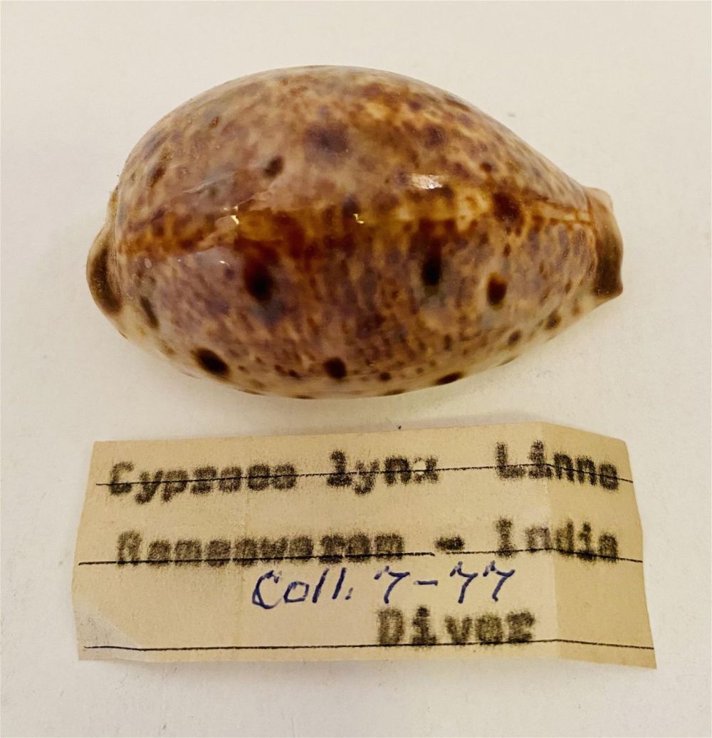 Lot 212: Cowrie shell Cypraea Lynx - India