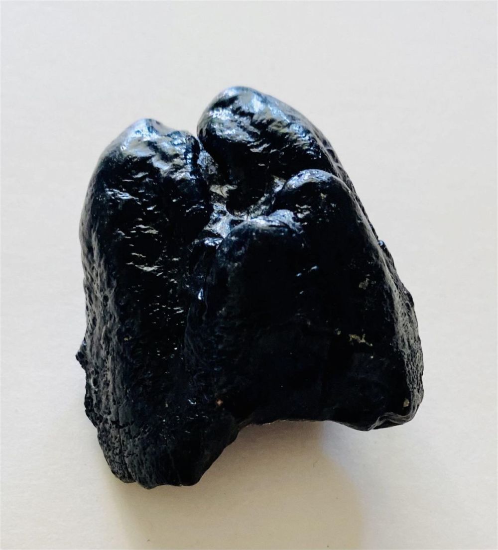 Lot 222: Mastodon partial fossil tooth