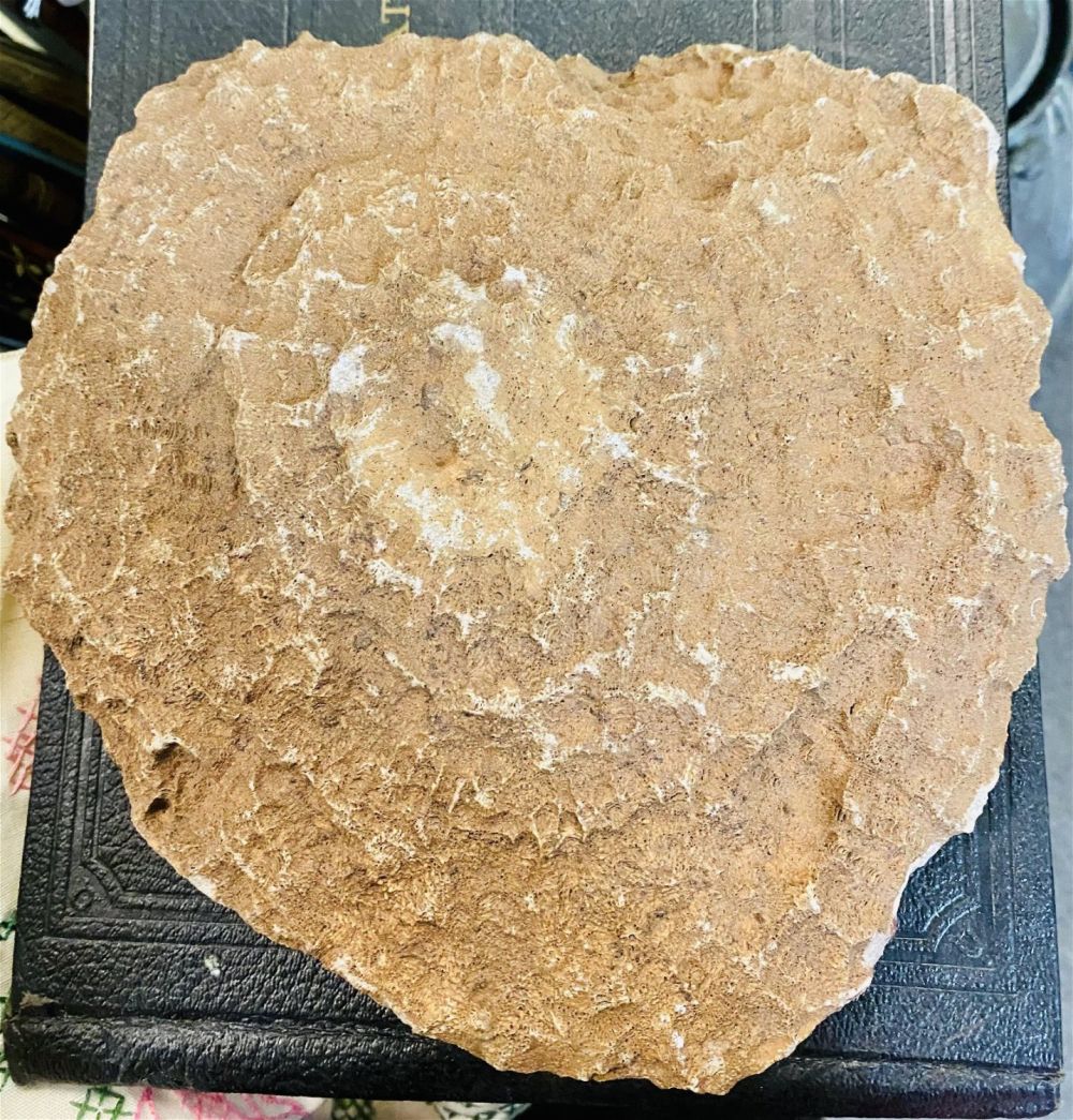 Lot 460: Coral fossil specimen - 10 inches