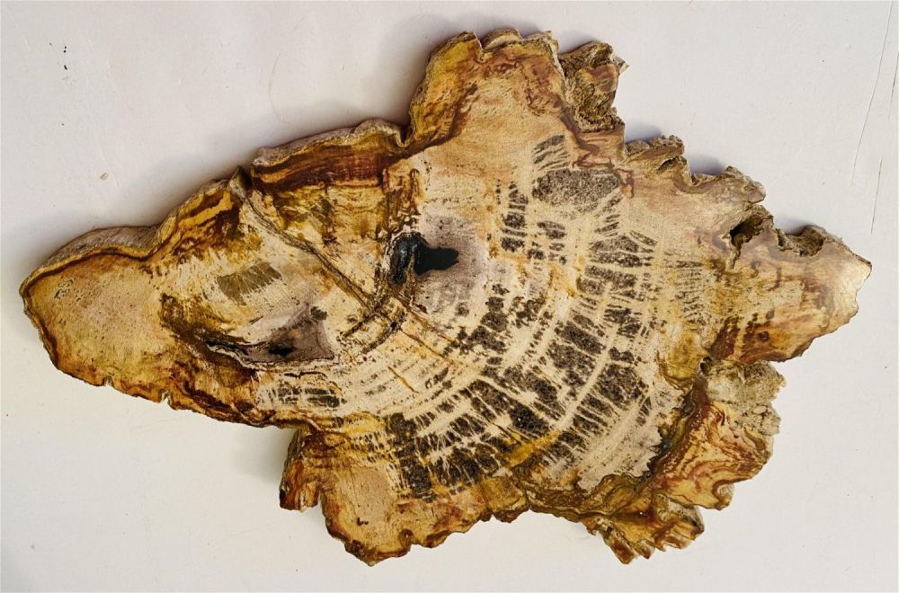 Lot 202: Petrified wood slice/slab natural
