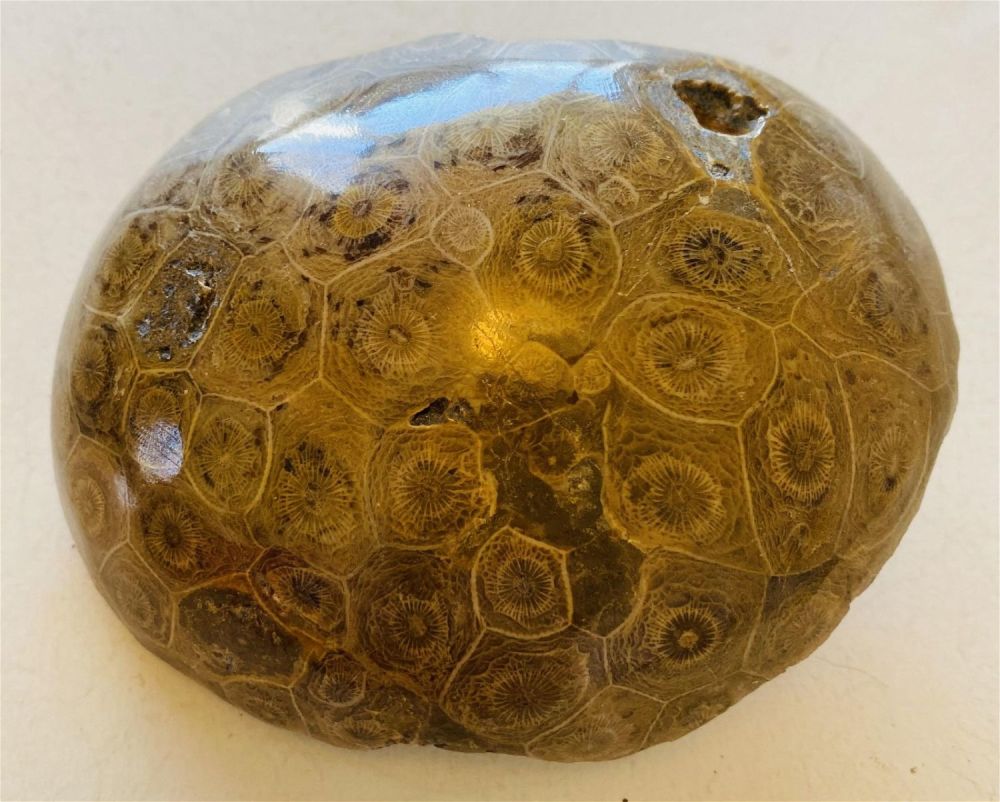 Lot 224: Coral head polished specimen fossil
