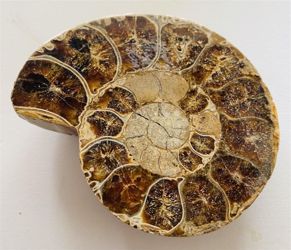 Lot 229: Ammonite fossil specimen natural
