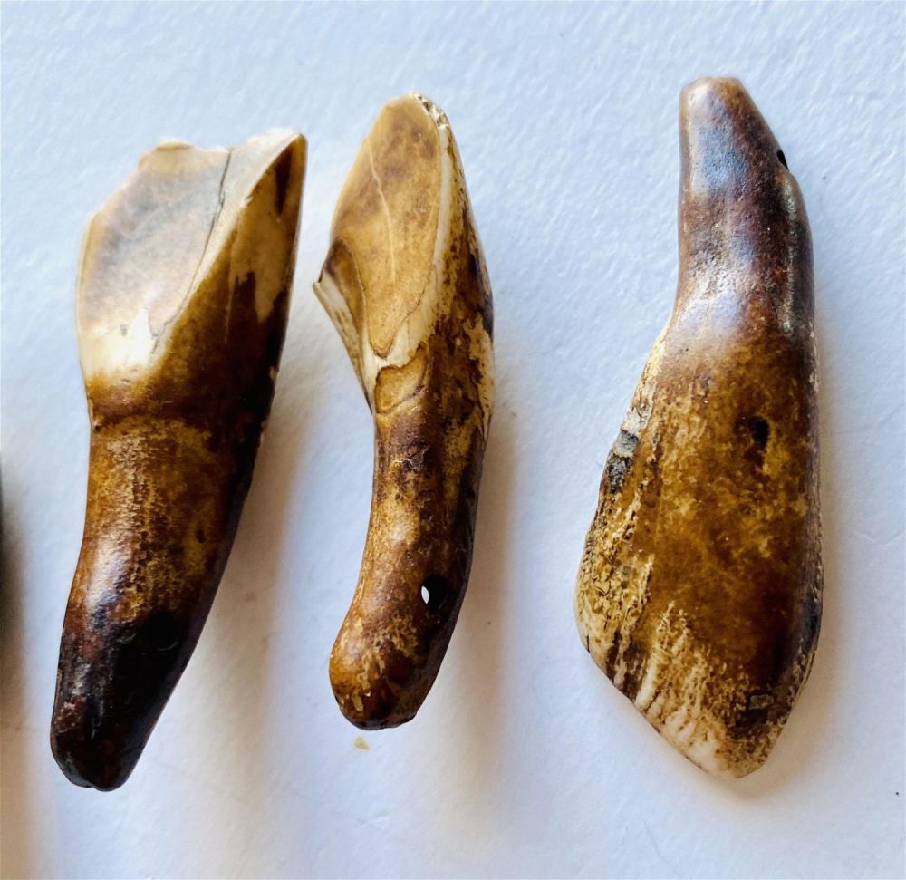 Lot 251: Bison teeth fossil specimens