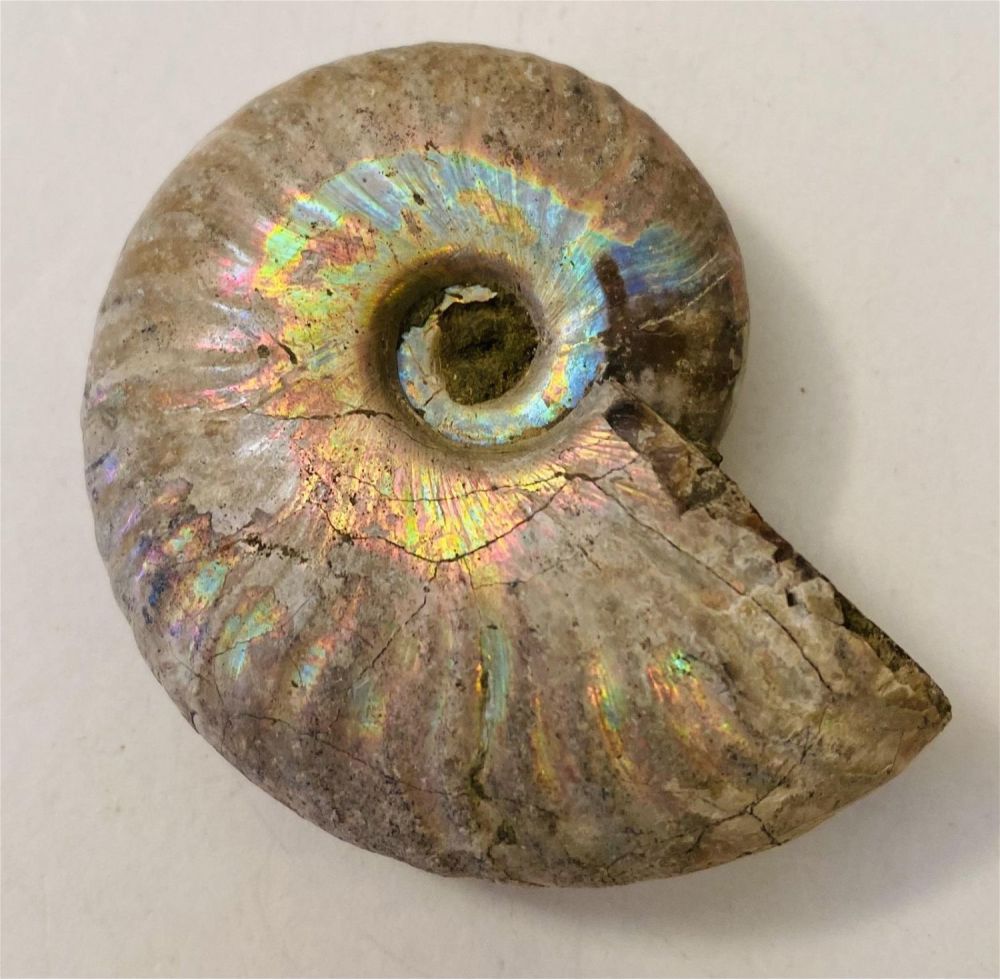 Lot 270: Fossil rainbow pearlized ammonite