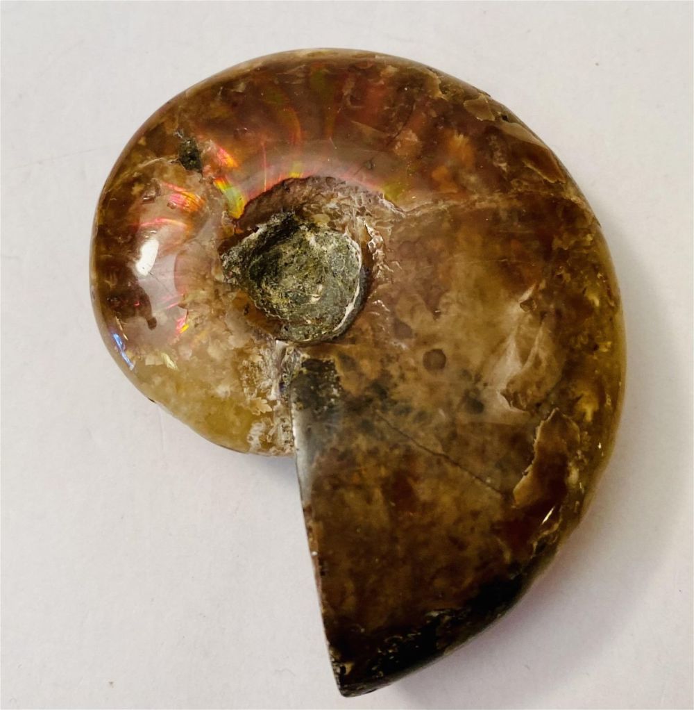 Lot 275: Ammonite fossil specimen polished