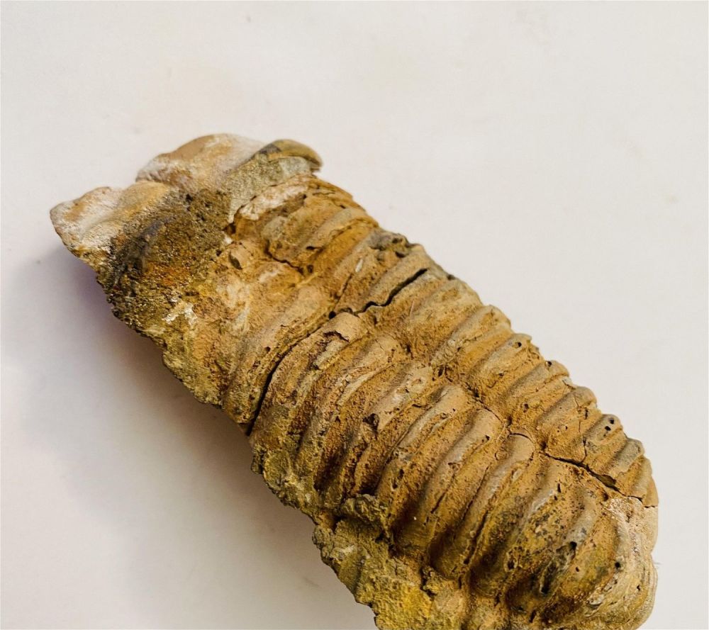 Lot 280: Trilobite fossil specimen/Morrocco