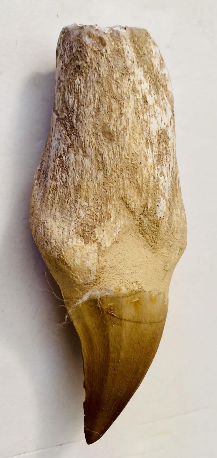 Lot 290: Fossil dinosaur tooth -mososaur