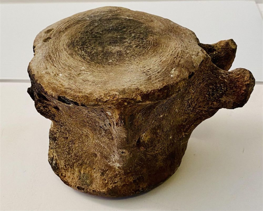 Lot 315: Vertebrae fossil specimen whale