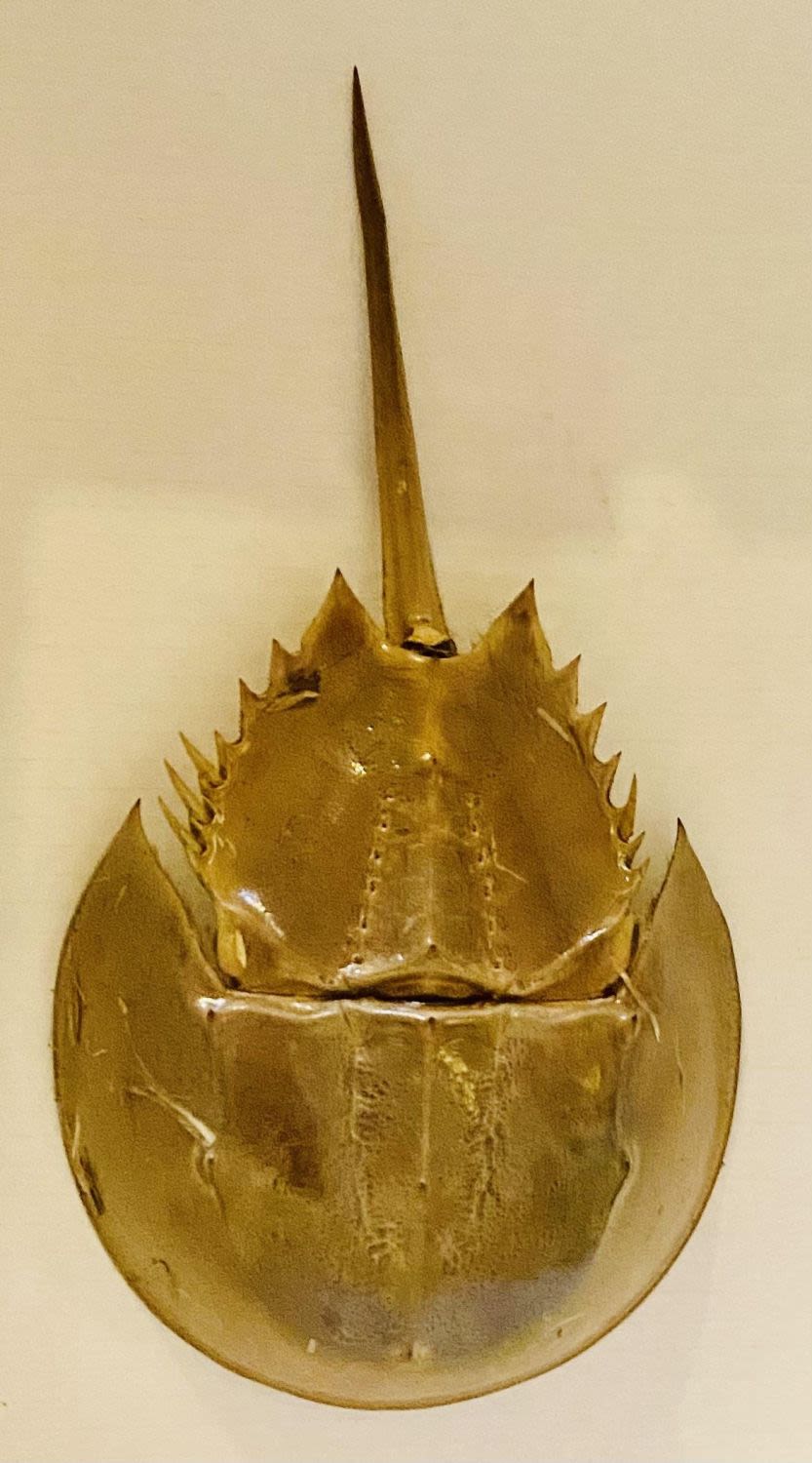 Lot 372: Horseshoe crab specimen marine animal