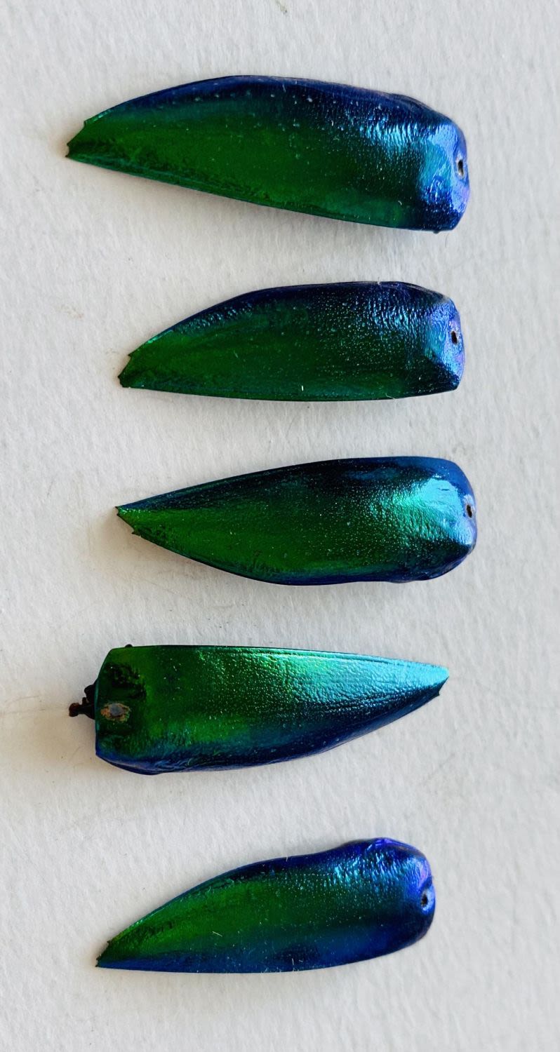 Lot 194: Fluorescent beetle wings green