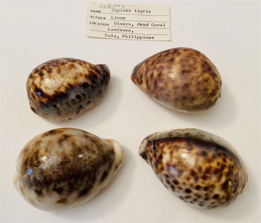 Lot 197: 4 cowrie shells Phillipines