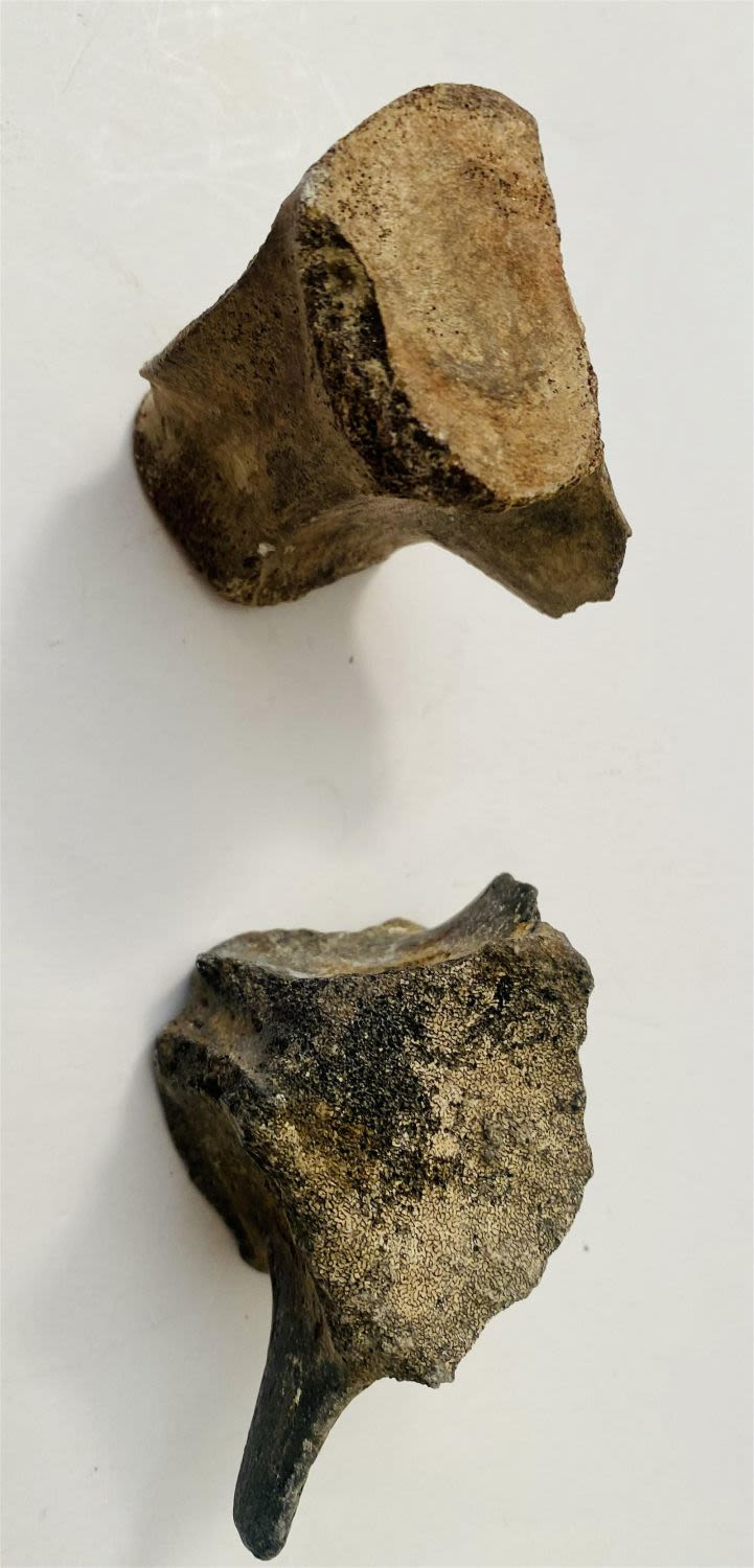 Lot 202: Vertebrae mineralized whale specimen