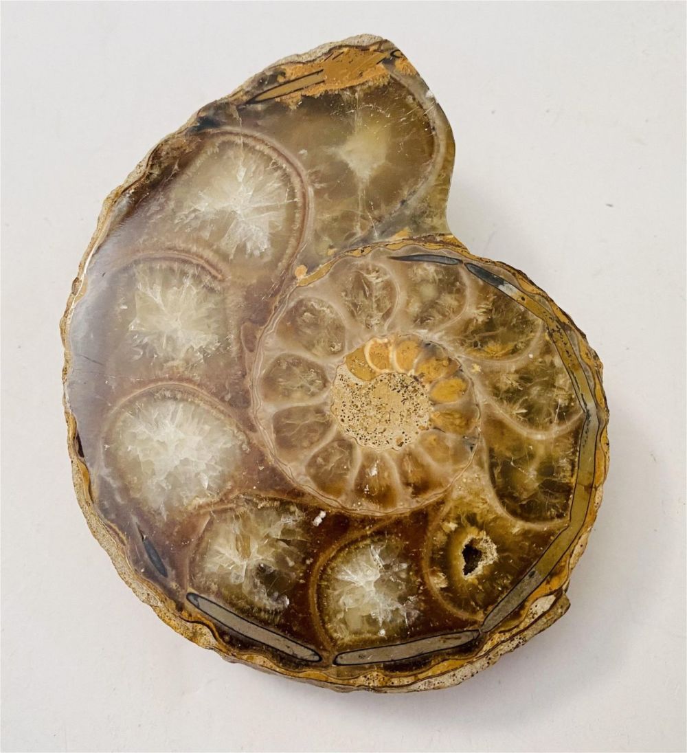 Lot 224: Ammonite fossil specimen polished