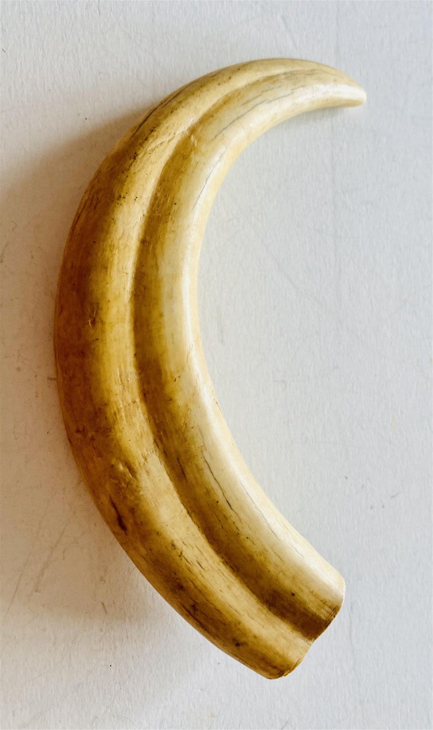 Lot 225: Boar tusk vintage curved