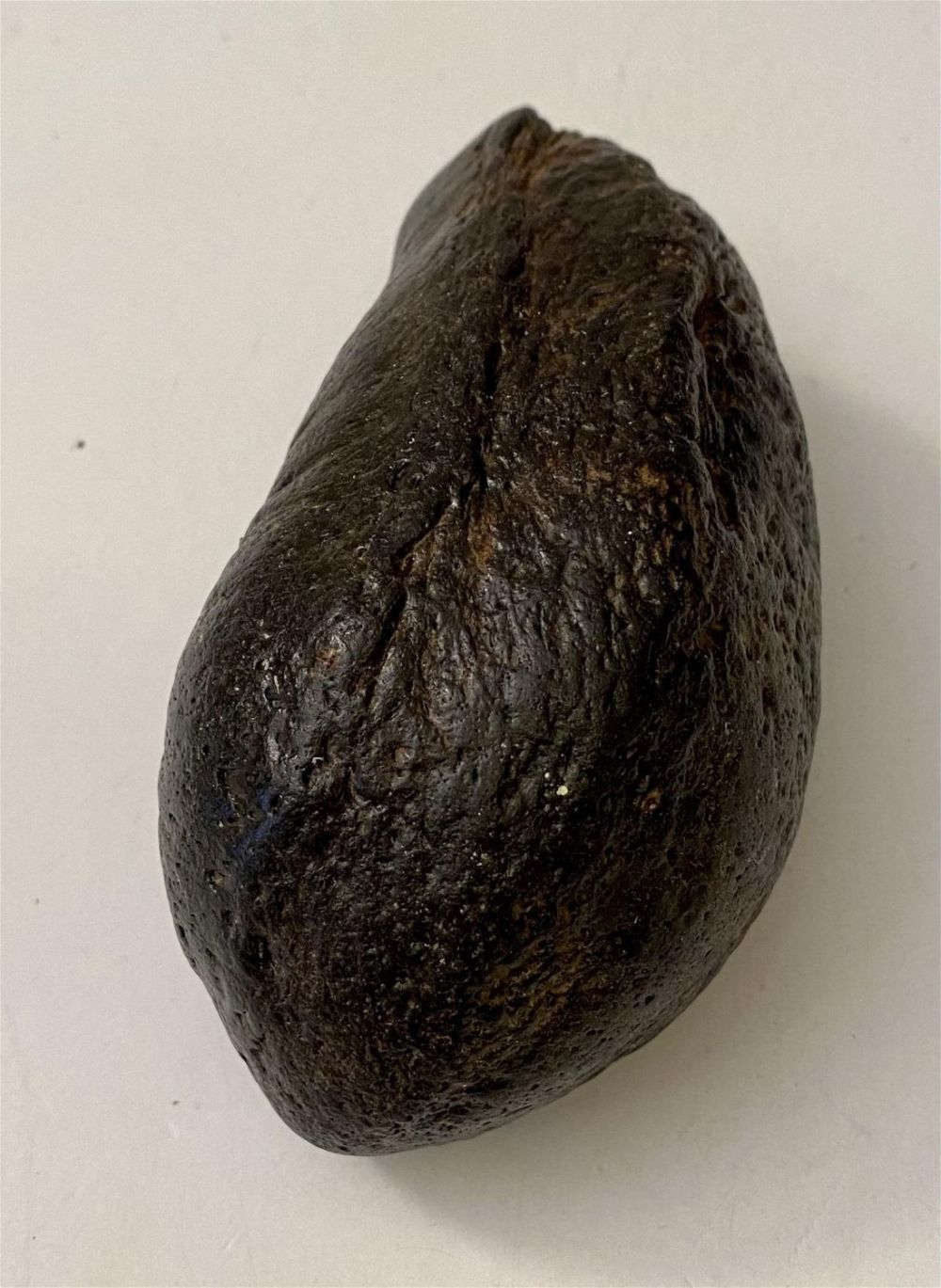 Lot 163: Fossil whale eardrum specimen