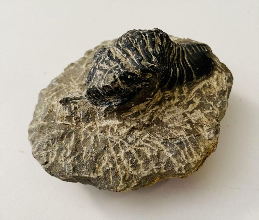 Lot 213: Trilobite specimen partially enfolded