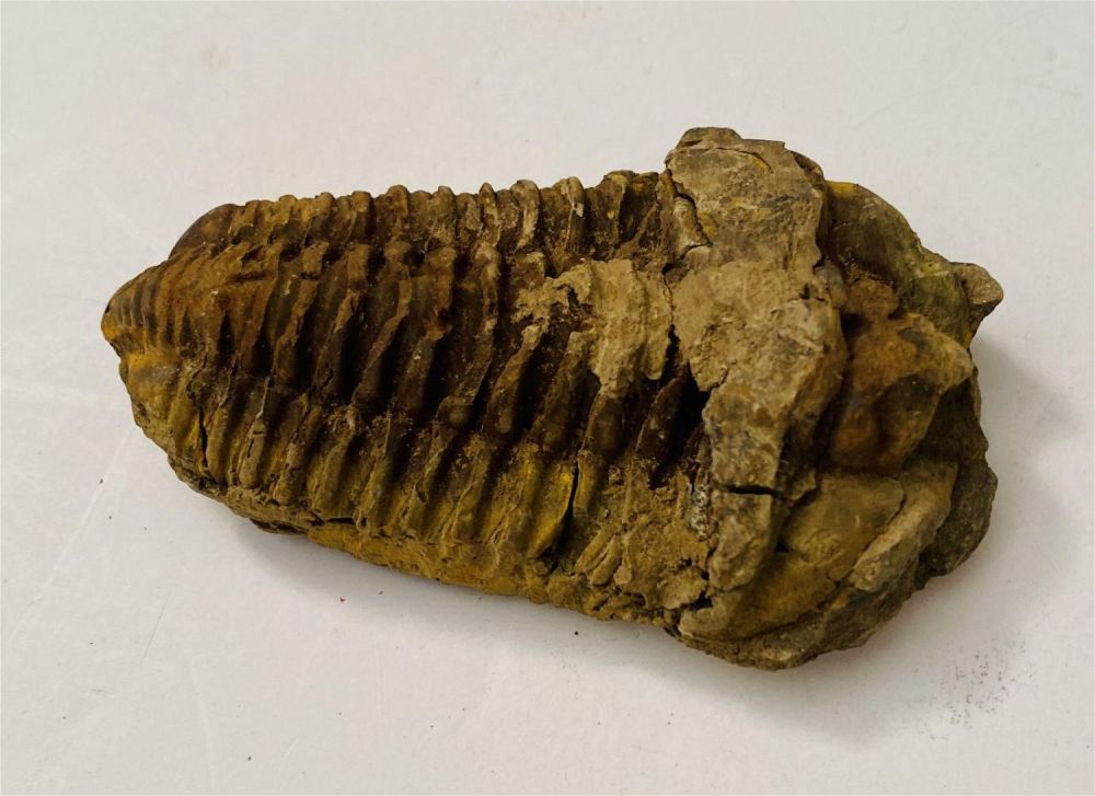 Lot 298: Trilobite fossil specimen