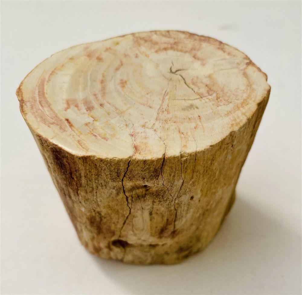 Lot 318: Petrified wood ancient specimen