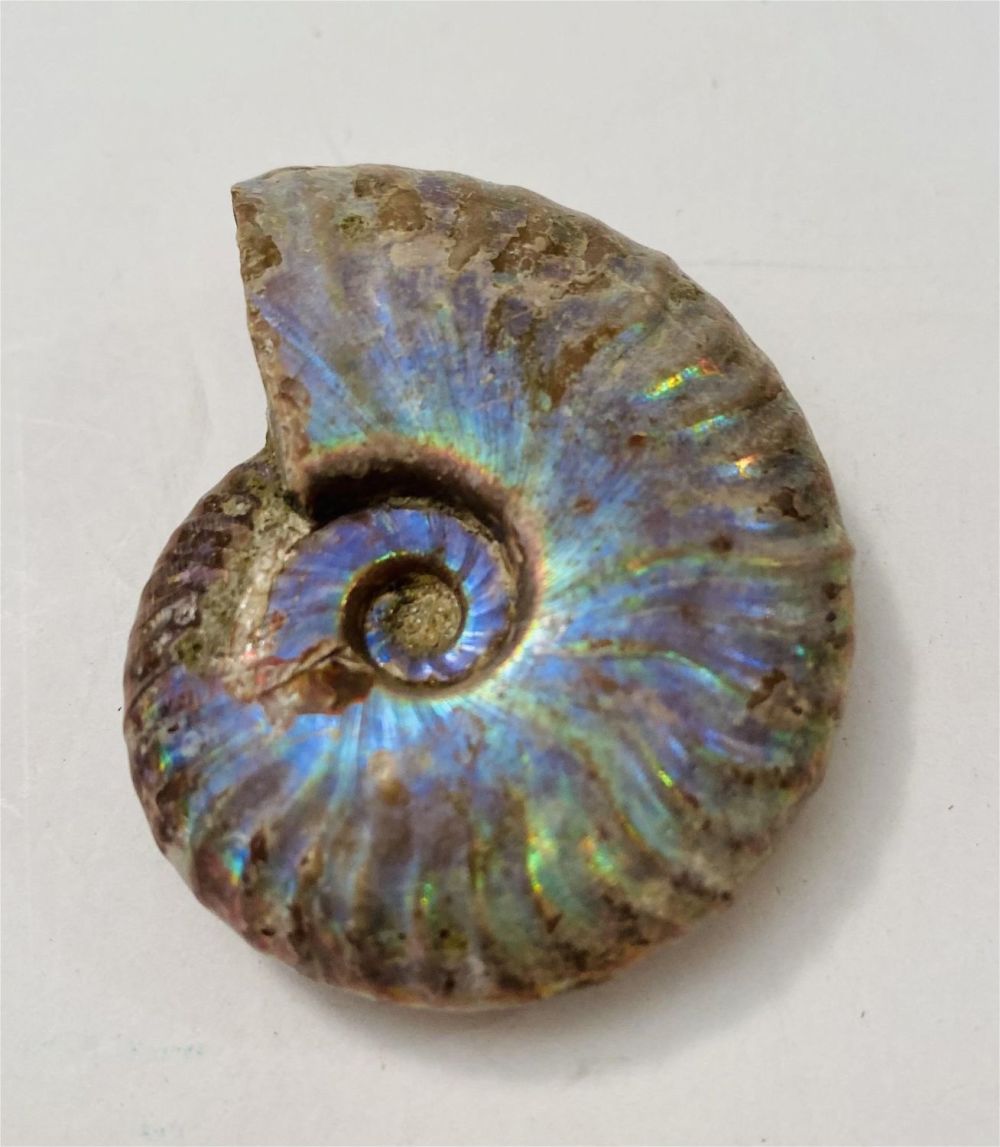Lot 388: Ammonite fossil specimen rainbow