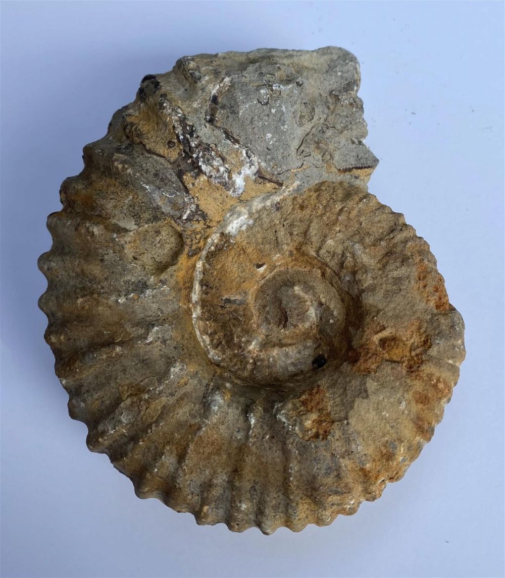 Lot 444: Fossil ammonite specimen large