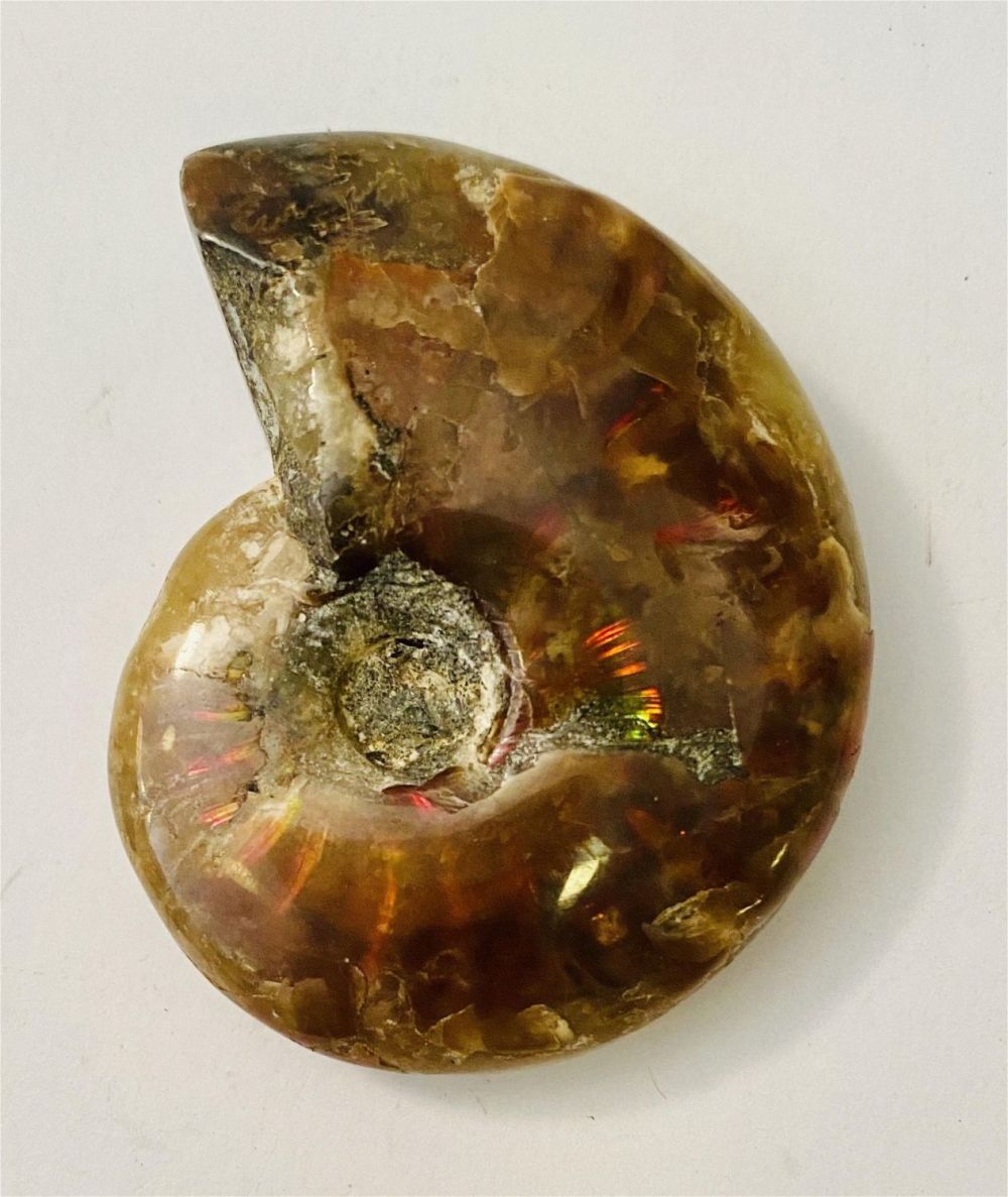 Lot 275: Ammonite dark reddish specimen