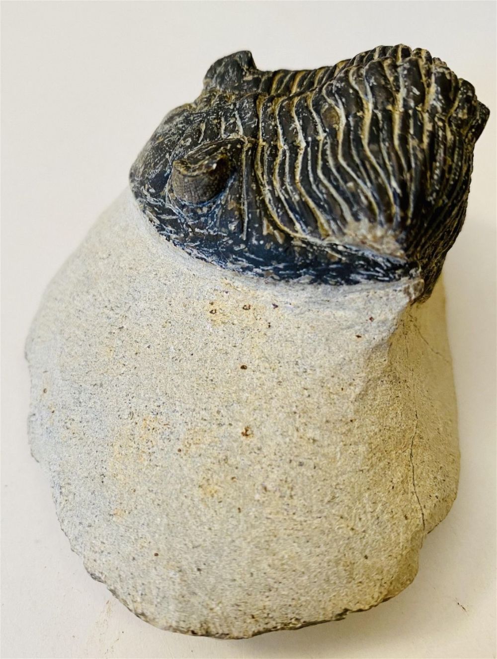 Lot 330: Trilobite fossil enfolded in matrix