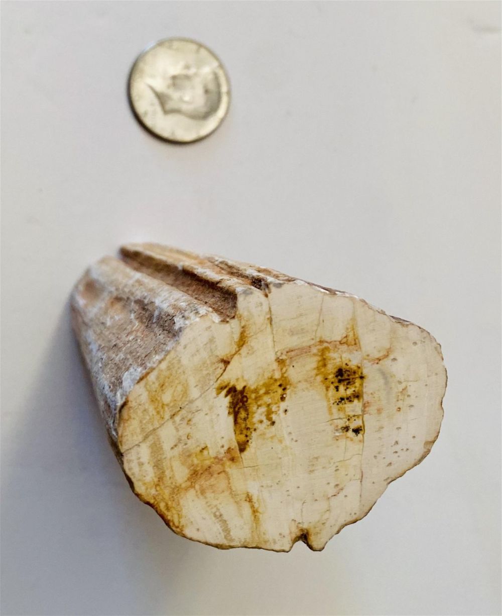 Lot 336: petrified wood polished specimen