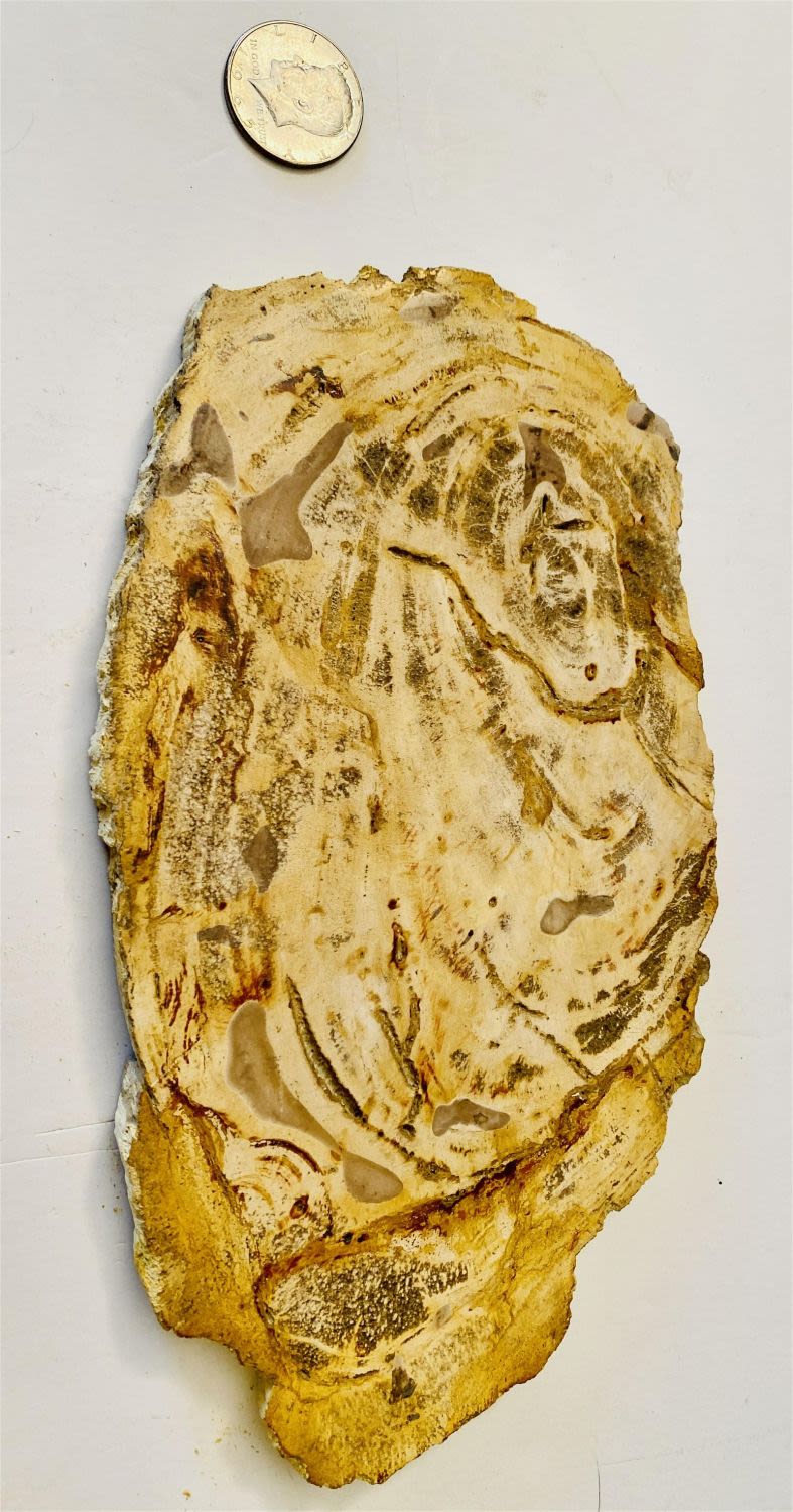 Lot 340: petrified wood sliced specimen