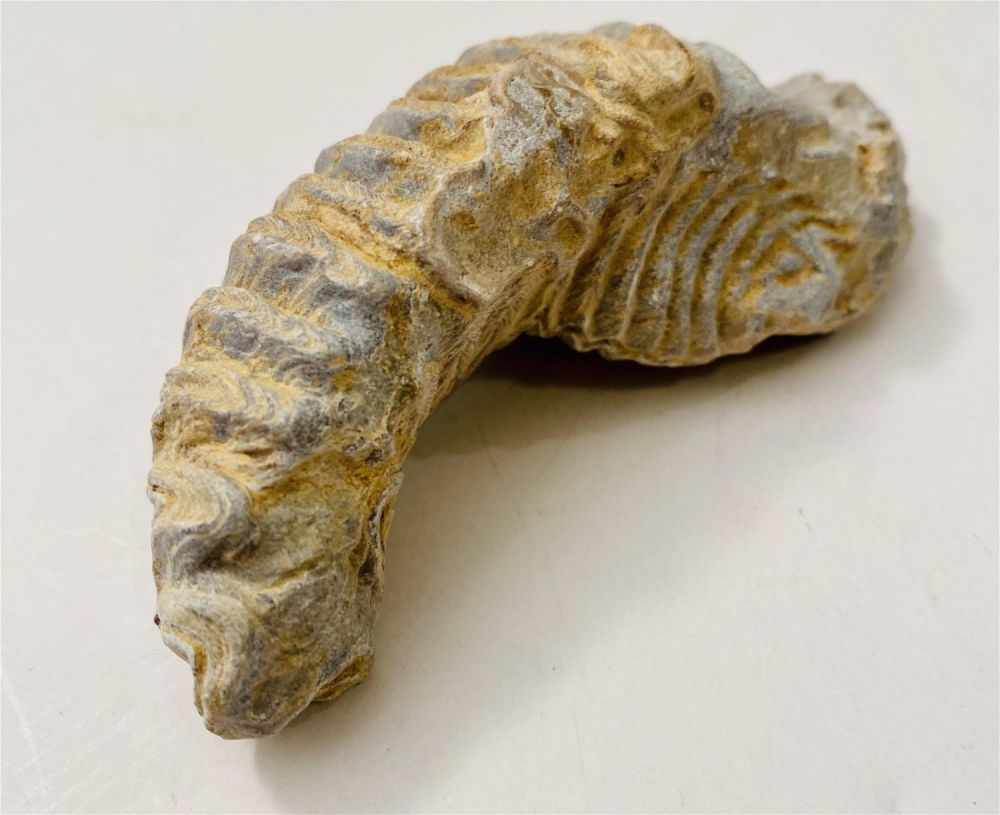 Lot 348: Fossil clam mollusk soecimen