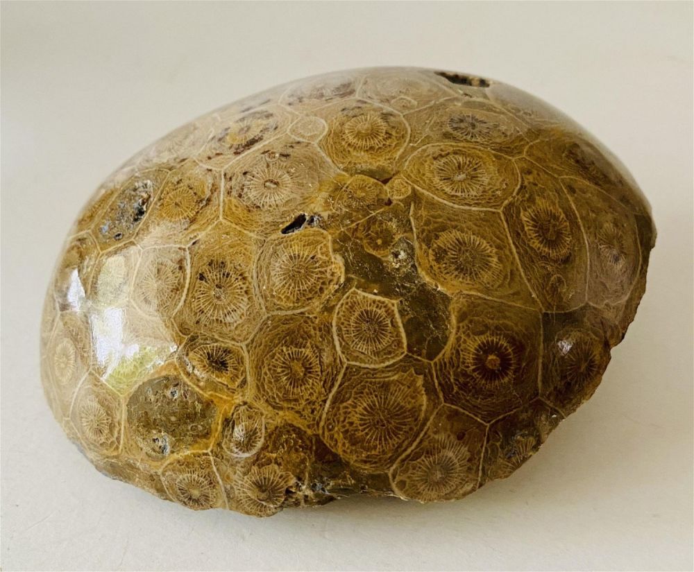 Lot 360: Specimen mineralized coral head fossil